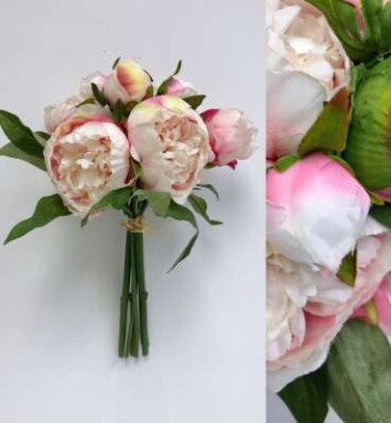 Phalaenopsis Orchid Stem