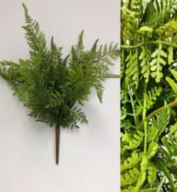 Leather Leaf Fern
