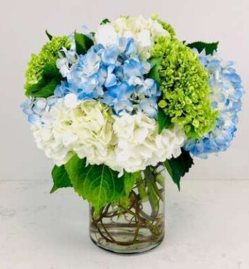 Love for Hydrangea