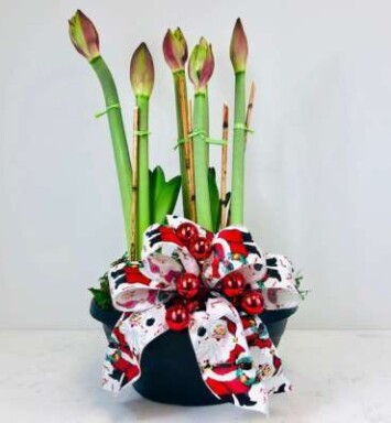 Bowl Full of Amaryllis