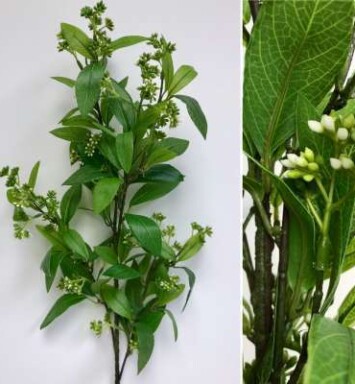 White Mountain Laurel