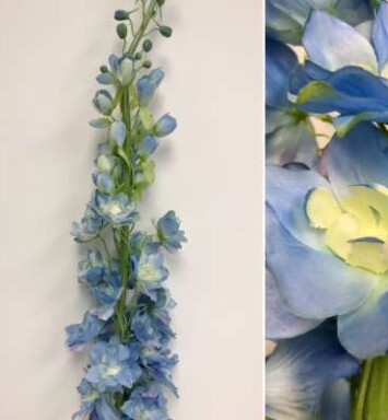 Delphinium